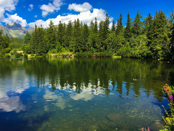 Scenic view of lake in forest against sky