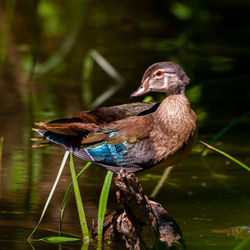 Close up shot of a male non-breeding wood duck perched on a log in a small pond.