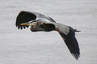 Close-up of blue heron flying