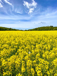 Scenic view of oilseed rape field against sky