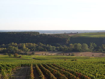 Scenic view of agricultural field against clear sky