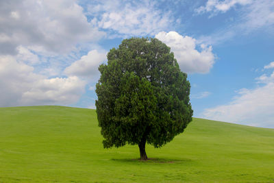 Tree on field against sky