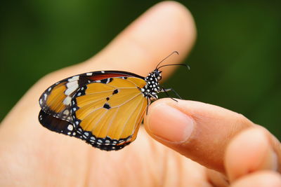 Close-up of butterfly on hand