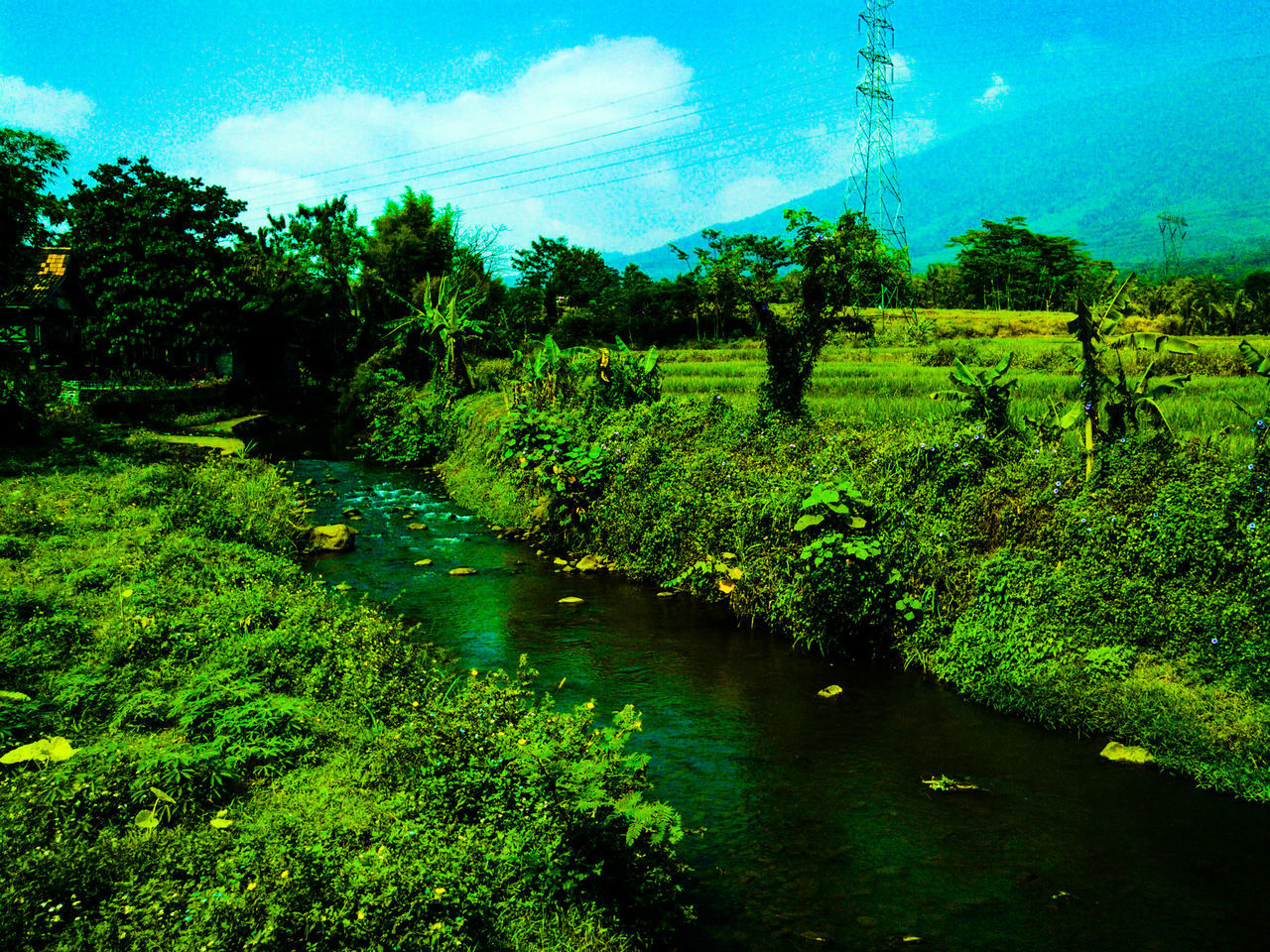 growth, tranquility, green color, tranquil scene, sky, nature, beauty in nature, tree, plant, grass, field, scenics, water, blue, landscape, green, cloud - sky, idyllic, sunlight, no people