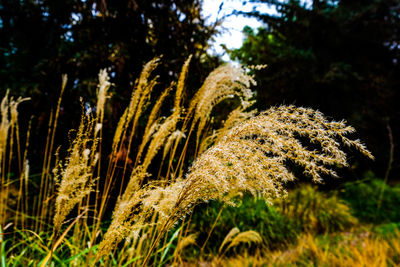 Close-up of fresh green grass in field