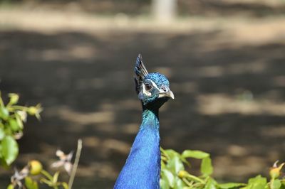 Close-up of a peacock