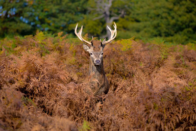 Deer amidst plants on field