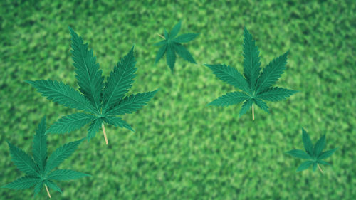 Falling cannabis leaves, top view. blurred background of green grass 