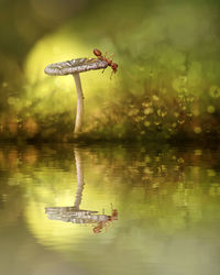Fire ant on wild mushroom reflecting in water