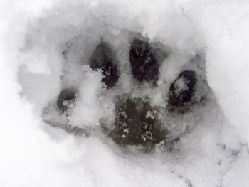 Close-up of frozen ice