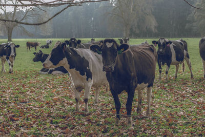 Cows grazing on field