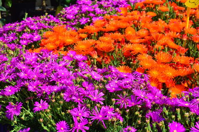 Close-up of purple flowering plants in park