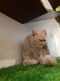 Cat resting on grass at home