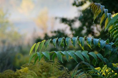 Close-up of plants against blurred background