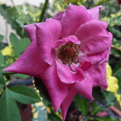 Close-up of pink flower