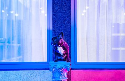 French bulldog dog standing against window with neon lights