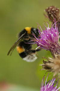 Natural detailed vertical closeup on a queen buff-tailed or large earth bumblebee, bombus terrestris