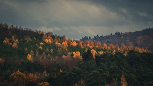 Scenic view of forest against sky