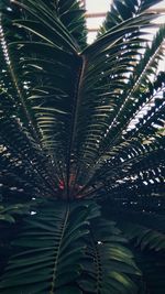 Low angle view of palm trees