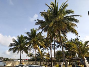 Low angle view of palm trees against sky