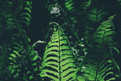 Close-up of fern growing in forest