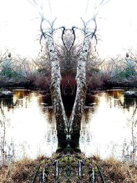 Reflection of tree in river against clear sky