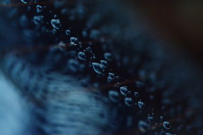 Close-up of water drops on flowers