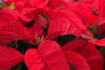 Close-up of red flowering plant