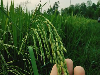 Close-up of plants growing on field