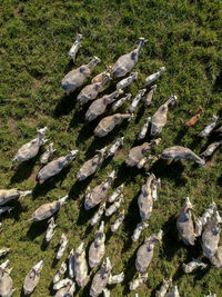 Top view of nellore cattle herd on green pasture in brazil
