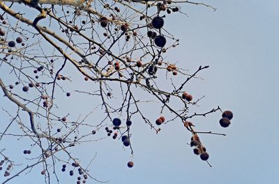 Low angle view of cherry tree against clear sky