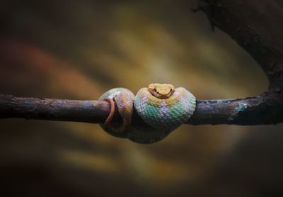 Close-up of snake on branch