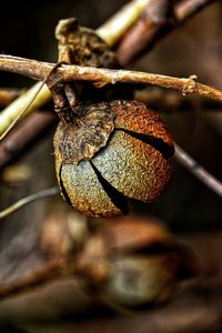 Close-up of dry leaf on branch