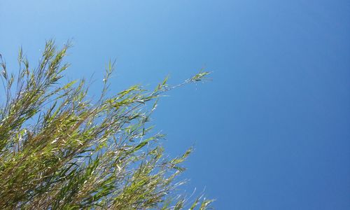 Low angle view of trees against clear blue sky