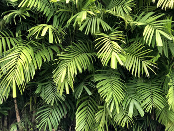 Full frame shot of palm trees