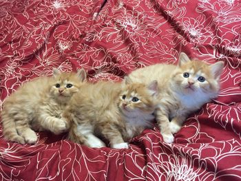 High angle portrait of a cat