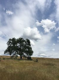 Tree growing on grassy field against cloudy sky