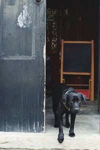 Dog standing against door