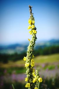 Close-up of flowers growing in field