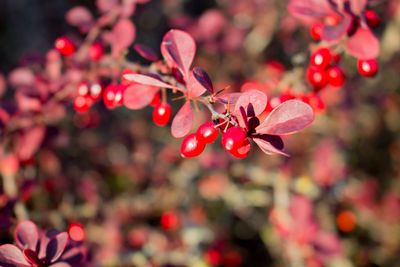 Close-up of red flowers blooming on tree