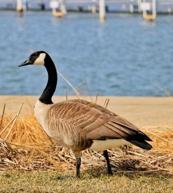 Close-up of bird perching on lake