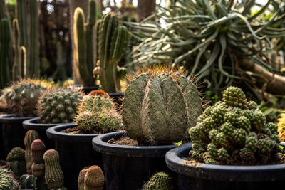 Close-up of succulent plants