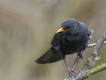 Close-up of bird perching on a tree