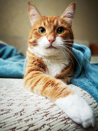 Close-up portrait of a cat