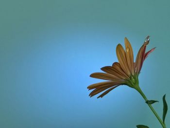 Low angle view of flowering plant against blue background