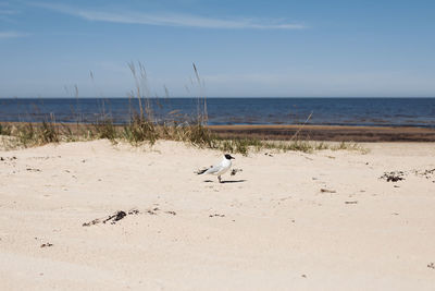 View of birds on beach against sky