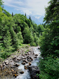 Scenic view of river amidst trees against sky