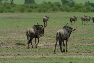 Wildebeest in a field