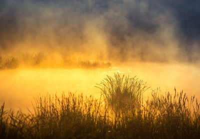 A beautiful spring sunrise mist over the flooded wetlands. warm spring scenery of swamp with grass.