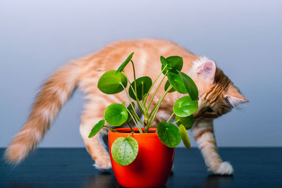 Close-up of flower vase and cat on table